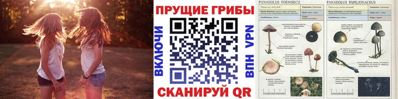 купить наркотики цена Кызыл Псилоцибиновые грибы Cubensis